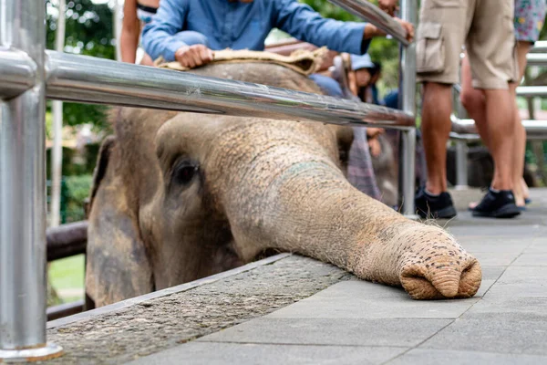 Ein Elefant, der für Elefantenritte verwendet wird — Stockfoto
