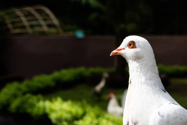 Kameraya poz veren beyaz bir güvercin.