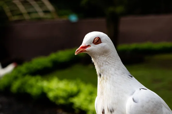 Eine weiße Taube posiert für die Kamera — Stockfoto