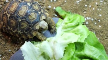 Yavru bir leopar kaplumbağa yemeğini yiyor.
