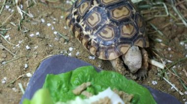 Şirin bir bebek Leopord Kaplumbağası esniyor
