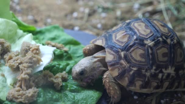 Um bebê leopardo tartaruga comendo seu jantar — Vídeo de Stock