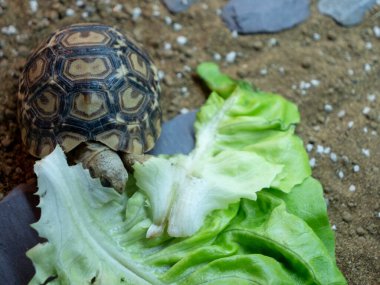 Yavru bir leopar kaplumbağa büyük bir marul yaprağını kemiriyor.