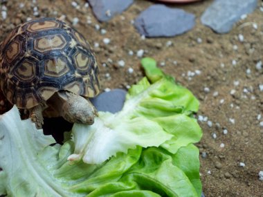 Yavru bir leopar kaplumbağa büyük bir marul yaprağını kemiriyor.