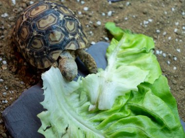 Yavru bir leopar kaplumbağa büyük bir marul yaprağını kemiriyor.
