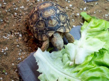 Yavru bir leopar kaplumbağa büyük bir marul yaprağını kemiriyor.