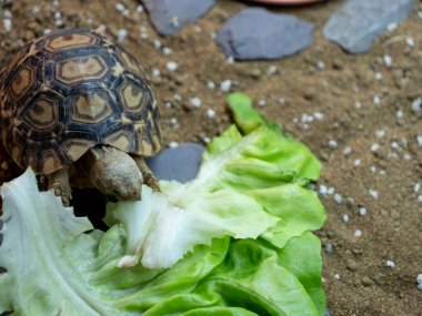 Yavru bir leopar kaplumbağa büyük bir marul yaprağını kemiriyor.