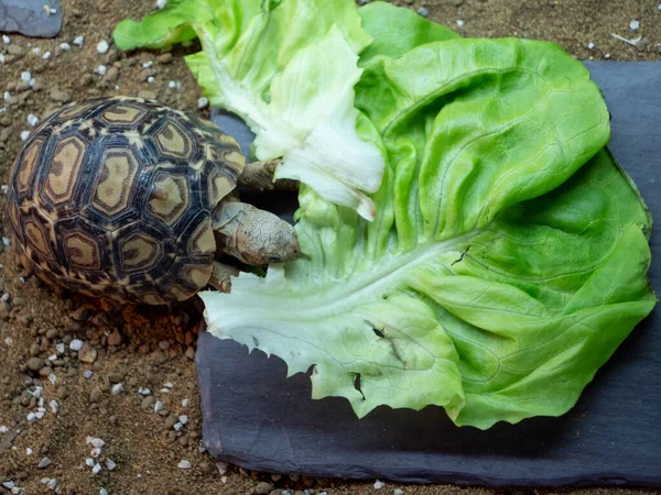 Маленькая леопардовая черепаха жует большой салатный лист Стоковая Картинка
