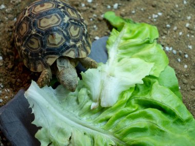 Yavru bir leopar kaplumbağa büyük bir marul yaprağını kemiriyor.