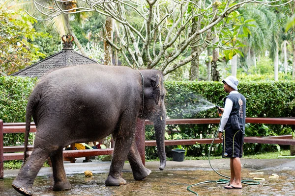 Bali, Indonesien - 29 5 19: Ein Mann wäscht einen Elefanten in einem Elefantenpark — Stockfoto