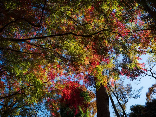 Foglie in procinto di diventare arancione all'inizio dell'autunno . — Foto Stock