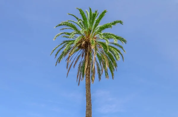 蓝天背景的椰子树 — 图库照片