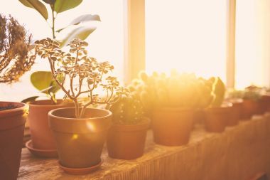 Houseplants pencere kapalı günbatımı sırasında Tarih satırı