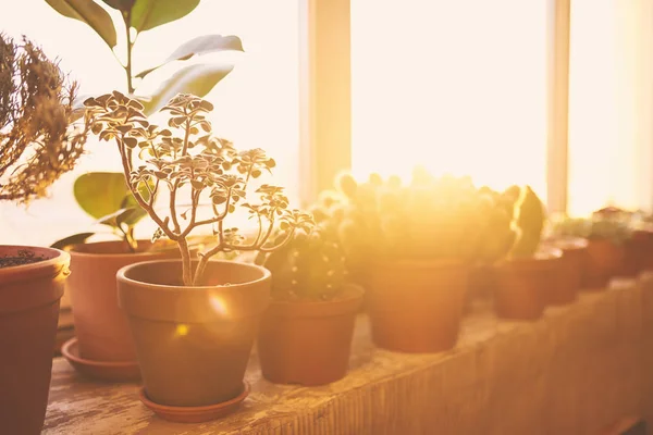 Houseplants pencere kapalı günbatımı sırasında Tarih satırı