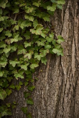 Ağaç gövdesi kapsayan Ivy yeşil yaprakları closeup