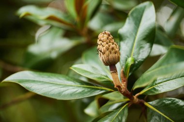 Büyük yeşil parlak Manolya meyve ile bırakır. Egzotik Manolya meyve ağacı, portre
