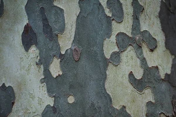 Wood Texture Surface Old Natural Pattern Wooden Texture Table Top — Stock Photo, Image