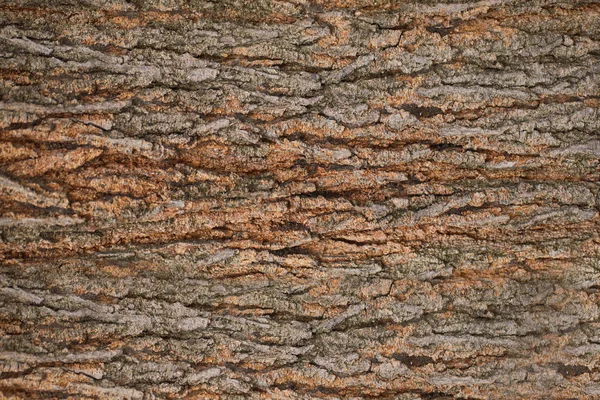 Поверхность Текстуры Дерева Старым Природным Узором Вид Сверху Текстуру Глиняная — стоковое фото
