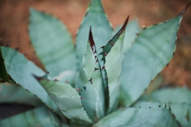 Güzel etli mavi agav Botanik Bahçesi içinde closeup