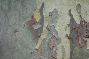 Eski doğal desenli ahşap doku yüzey. Ahşap doku masa üstü görünümü. Grunge yüzeyi ahşap doku arka plan ile. Antika ahşap doku.