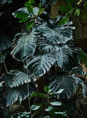 Gündüz, doğa arka plan closeup yeşil tropikal yaprak