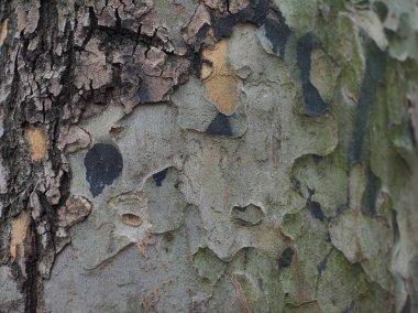 Eski doğal desenli ahşap doku yüzey. Ahşap doku masa üstü görünümü. Grunge yüzeyi ahşap doku arka plan ile. Antika ahşap doku.