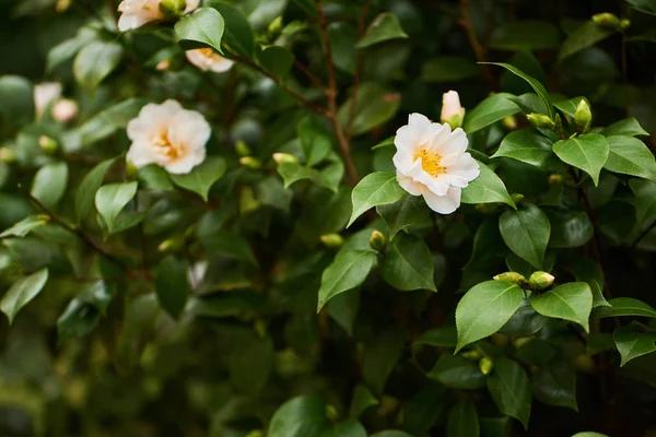 Detailní Záběr Krásné Camellia Květiny Květ Botanic Park — Stock fotografie