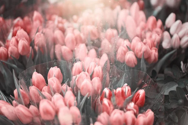 Gros Plan Belles Tulipes Colorées Dans Boutique Fleurs — Photo