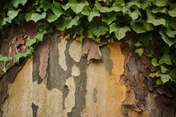 Closeup Green Leaves Ivy Covering Tree Trunk — Stock Photo, Image