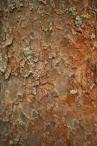 Dřevo Textury Povrchu Starých Přírodním Vzorem Dřevěná Konstrukce Stolu Pohled — Stock fotografie