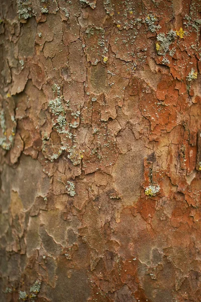 Superficie Della Texture Legno Con Vecchio Motivo Naturale Struttura Legno — Foto Stock