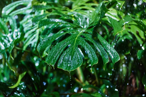 Крупный План Зеленых Пальмовых Листьев Время Дождя Тропических Джунглях — стоковое фото