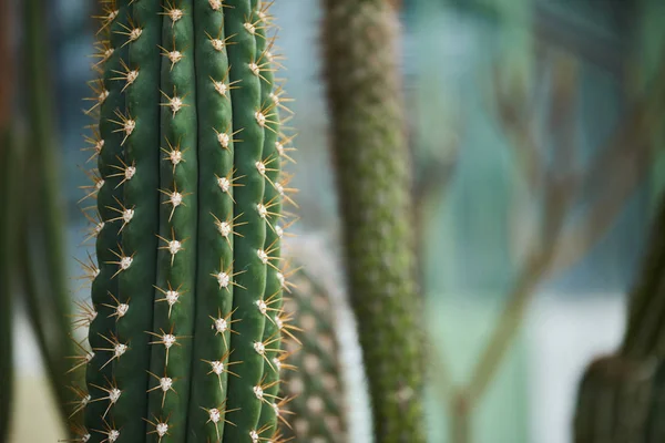 Closeup Shot Cacti Growing Botanic Garden — Stock Photo, Image