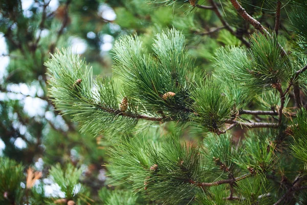 Gros Plan Branches Épinette Verte Sur Fond Texturé Épinette Verte — Photo