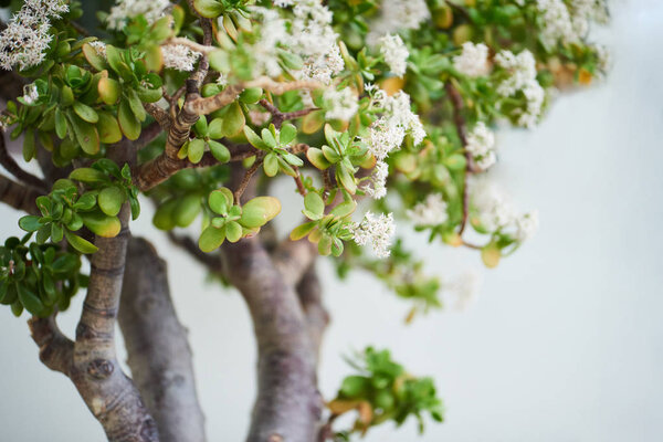 Closeup Little Blossoming Tree Green Leaves White Flowers — Stock Photo, Image