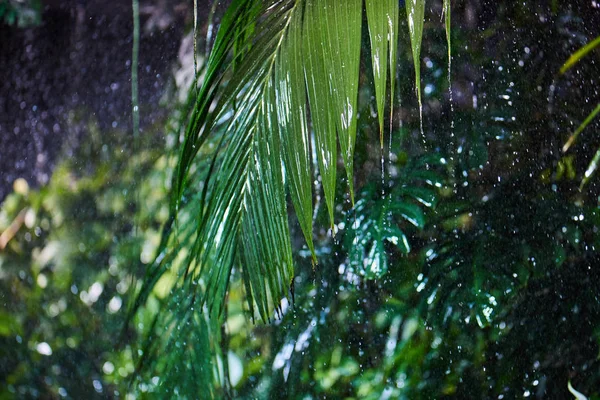 熱帯のジャングルの雨葉の緑のヤシのクローズ アップ — ストック写真