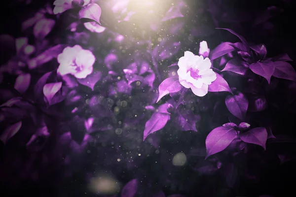 Ultra Violet Pozadí Vyrobené Čerstvých Rostlin Květinové Dynamické Pozadí Pro — Stock fotografie