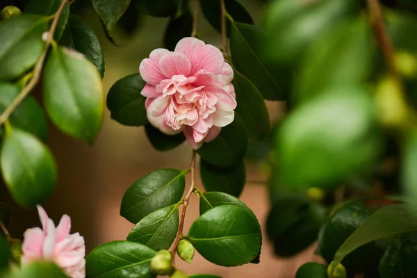 Primer Plano Hermosas Flores Camelia Florecen Parque Botánico —  Fotos de Stock