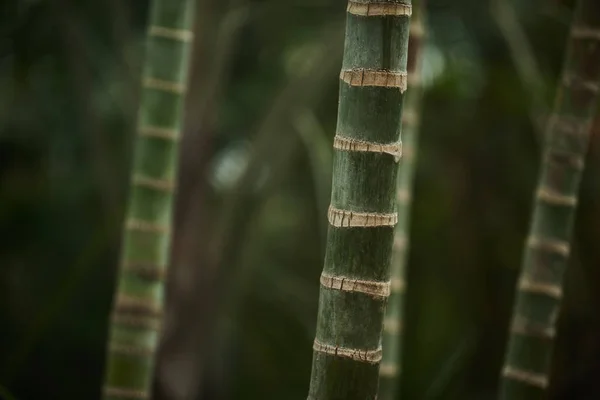 ボタニック ガーデンで育っている植物のクローズ アップ — ストック写真