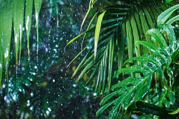 Vértes Zöld Tenyér Hagy Eső Trópusi Dzsungelben Során — Stock Fotó