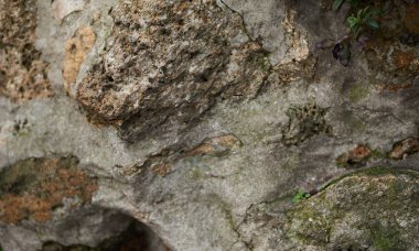 Rock doku closeup. Taş desen arka planı için