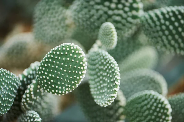 Närbild Skott Kaktusar Som Växer Botaniska Trädgården — Stockfoto