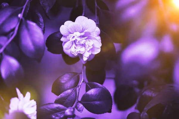 Ultra Violet Background Made Fresh Plants Floral Dynamic Backdrop Your — Stock Photo, Image