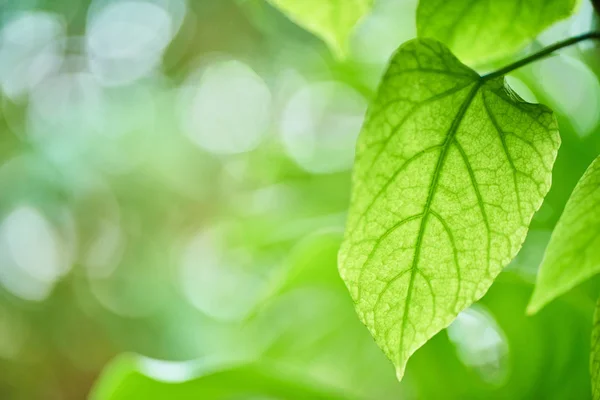Зеленые Листья Саду Фоне Боке — стоковое фото