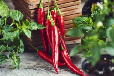 Kırmızı sıcak biber biber bakla ve ahşap zemin üzerine yeşil bitkiler ile kompozisyon 