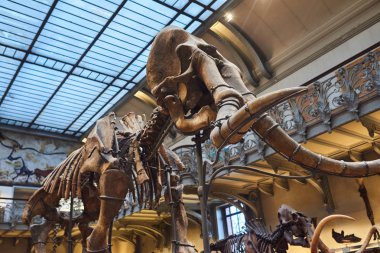 Müzede prehistorik bir hayvanın iskeleti closeup