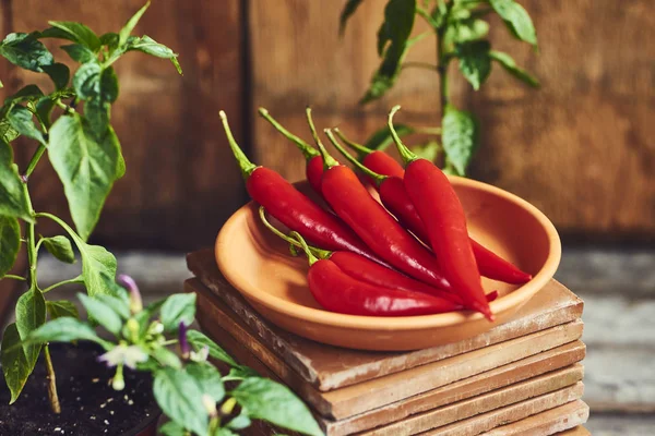 Ahşap arka plan üzerinde kırmızı sıcak biber biber bakla ve plaka ile kompozisyon Üstten Görünüm. 