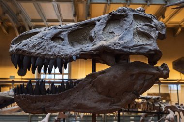 Müzede prehistorik bir hayvanın iskeleti closeup