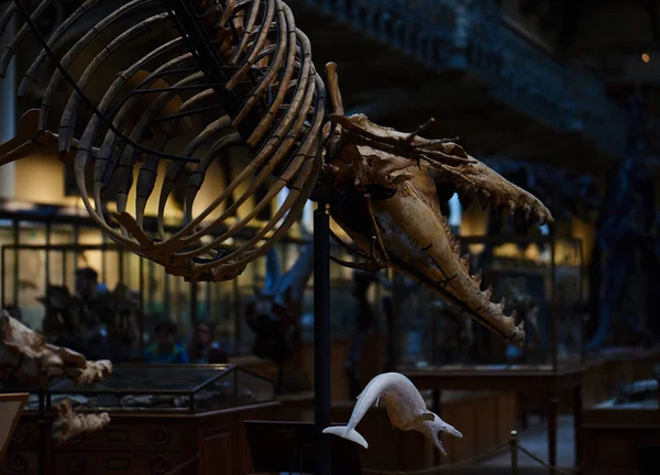 Closeup Skeleton Prehistoric Animal Museum — Stock Photo, Image