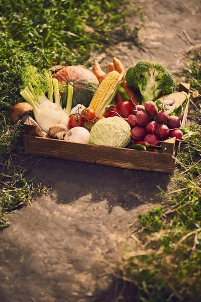 Verdure fresche in scatola di legno. — Foto Stock